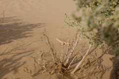 Acanthodactylus schmidti