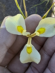 Moraea cooperi