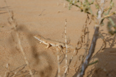 Acanthodactylus schmidti
