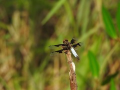Palpopleura albifrons
