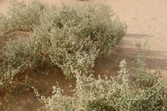 Haloxylon salicornicum