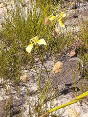 Moraea cooperi