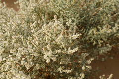 Haloxylon salicornicum