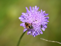 Eristalis horticola