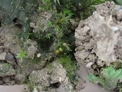 Ephemerum minutissimum