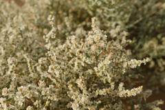 Haloxylon salicornicum