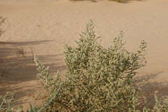 Haloxylon salicornicum