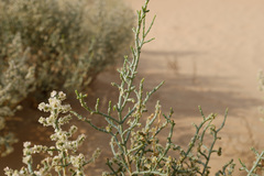 Haloxylon salicornicum