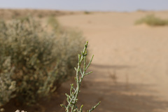 Haloxylon salicornicum