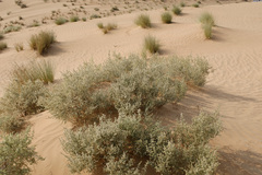 Haloxylon salicornicum