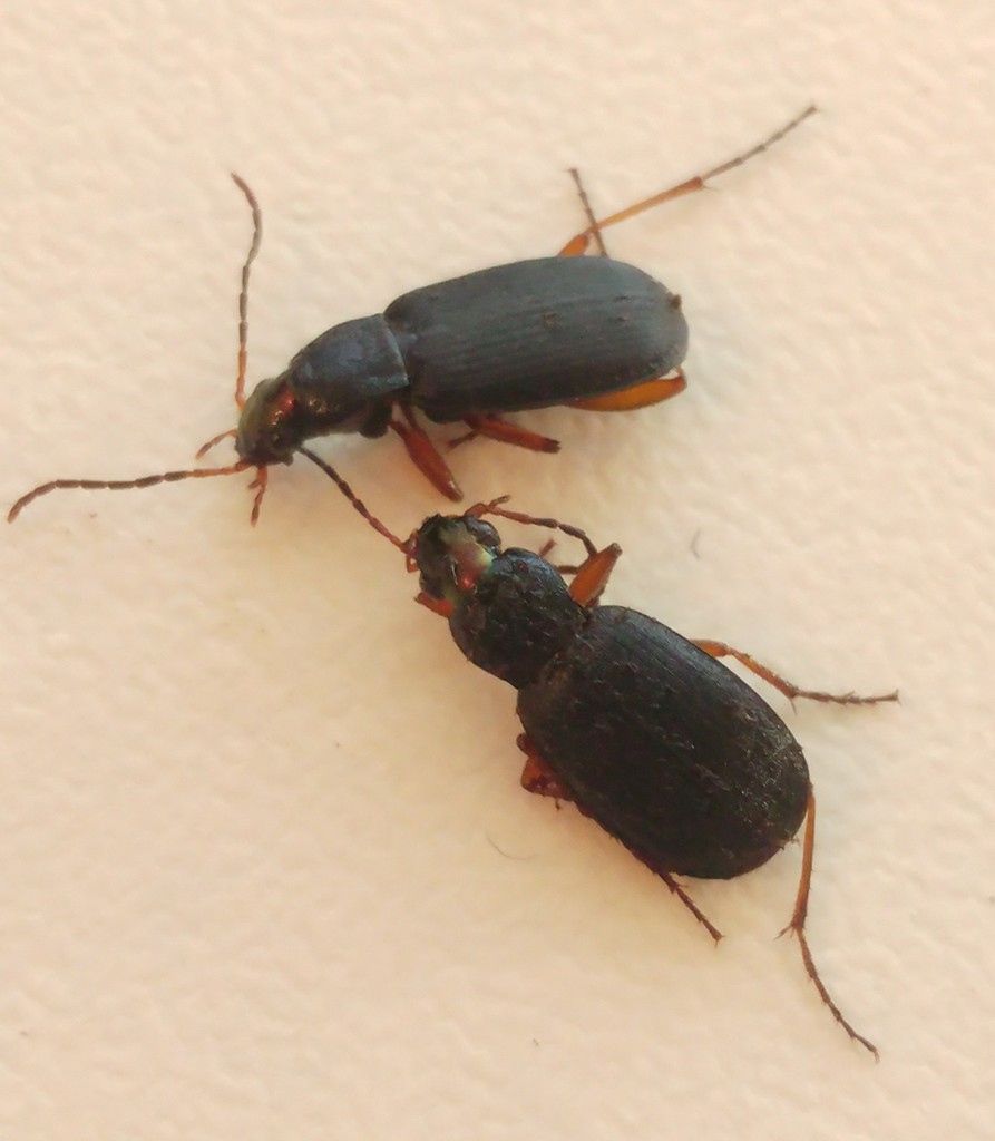 Trichochlaenius