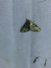 Hypocometa praeeminens