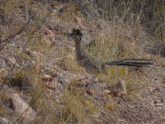 Geococcyx californianus