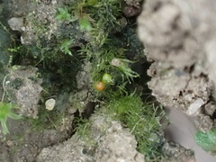 Ephemerum minutissimum