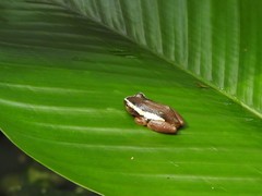 Hyperolius platyceps