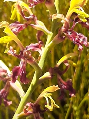 Tritoniopsis parviflora parviflora