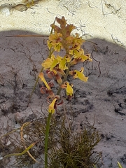 Tritoniopsis parviflora parviflora