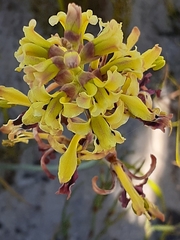 Tritoniopsis parviflora parviflora