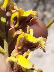 Tritoniopsis parviflora parviflora