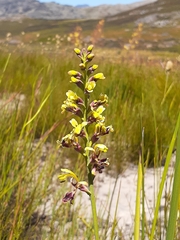 Tritoniopsis parviflora parviflora