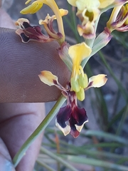 Tritoniopsis parviflora parviflora