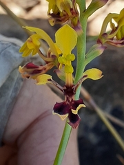 Tritoniopsis parviflora parviflora