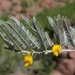 Baja California Jointvetch - Photo (c) Jim Morefield, some rights reserved (CC BY), uploaded by Jim Morefield