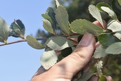 Cercocarpus betuloides blancheae