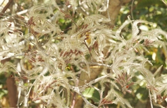 Cercocarpus betuloides blancheae
