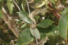 Cercocarpus betuloides blancheae