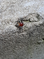 Camaricus nigrotesselatus