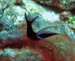Roboastra gracilis