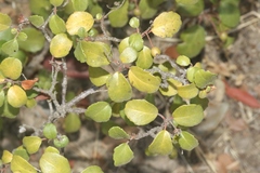 Ribes viburnifolium