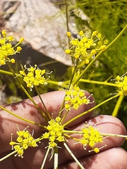 Glia prolifera