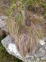 Festuca actae
