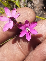 Thereianthus minutus