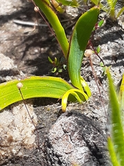 Thereianthus minutus