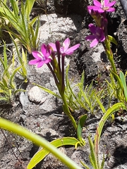 Thereianthus minutus