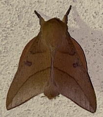 Adeloneivaia