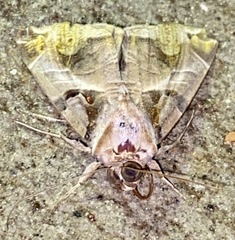 Calyptis