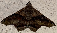 Euclystis manto
