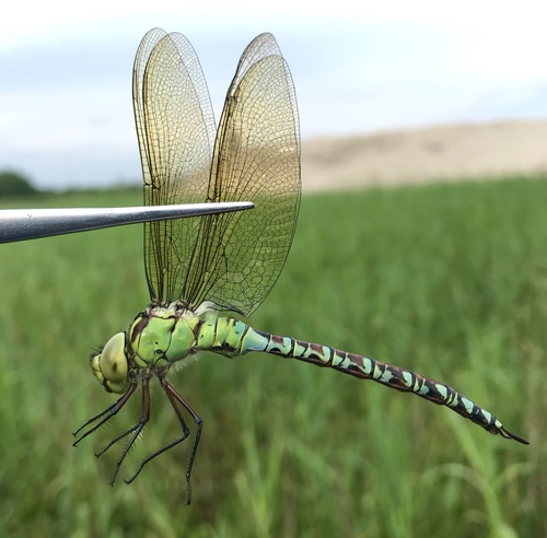Green Hawker
