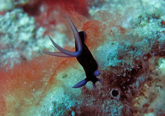 Roboastra gracilis