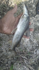 Sperata seenghala
