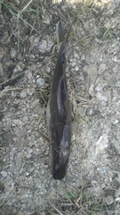 Sperata seenghala