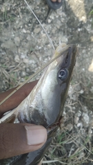 Sperata seenghala