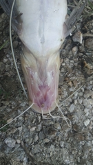 Sperata seenghala