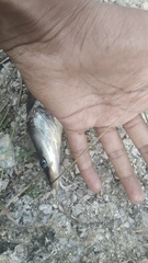 Sperata seenghala