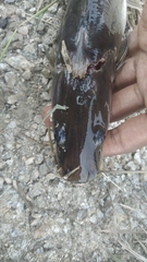 Sperata seenghala