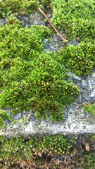 Orthotrichum diaphanum